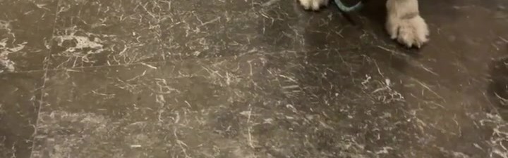 DB视讯百家乐好可爱的狗子！Tarzan晒基地小狗照片并配文：一来就跑来我这里